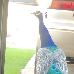 Meet your Posher, Jabari